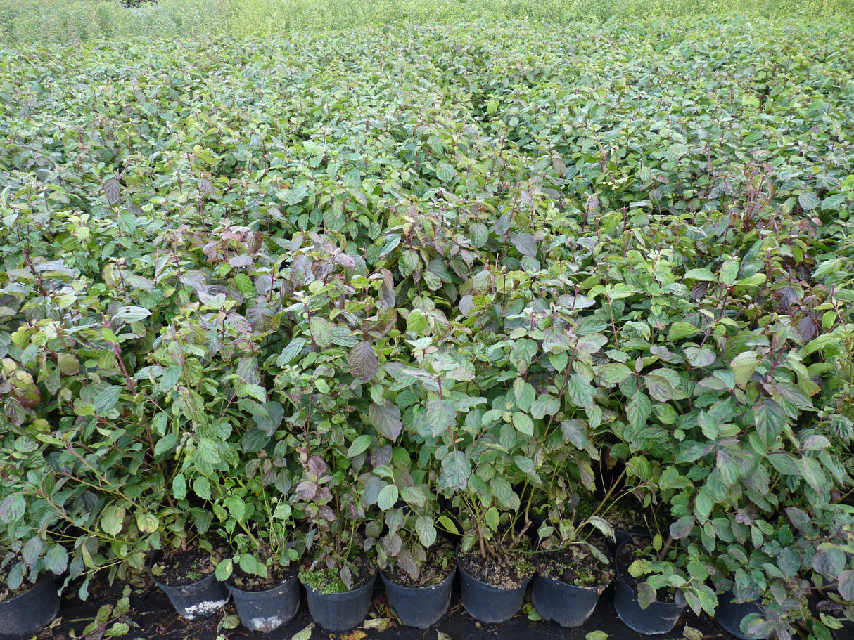 Cornus sanguinea VkG 6; als Pflanze im Beet; sehr anpassungsfähig; Einsatzmöglichkeit z.B. : anspruchslose Pflanze;;ab 3,55 Euro