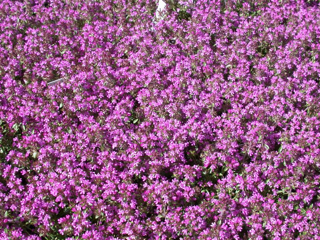 Thymus serpyllum mit Blüte; Einsatz: ;;ab 3,00 Euro