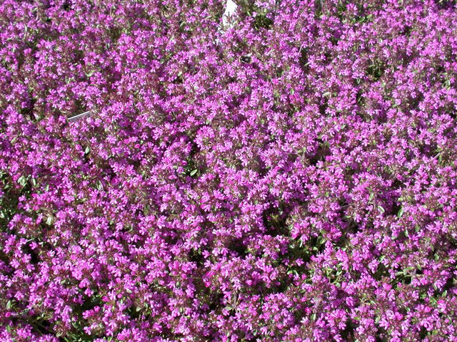 Thymus serpyllum mit Blüte; Einsatz: ;;ab 3,00 Euro