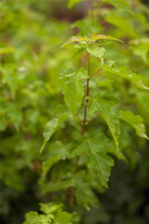 Acer ginnala , erhältlich von 60-100 bis 450-650 cm;;ab 13,00 Euro
