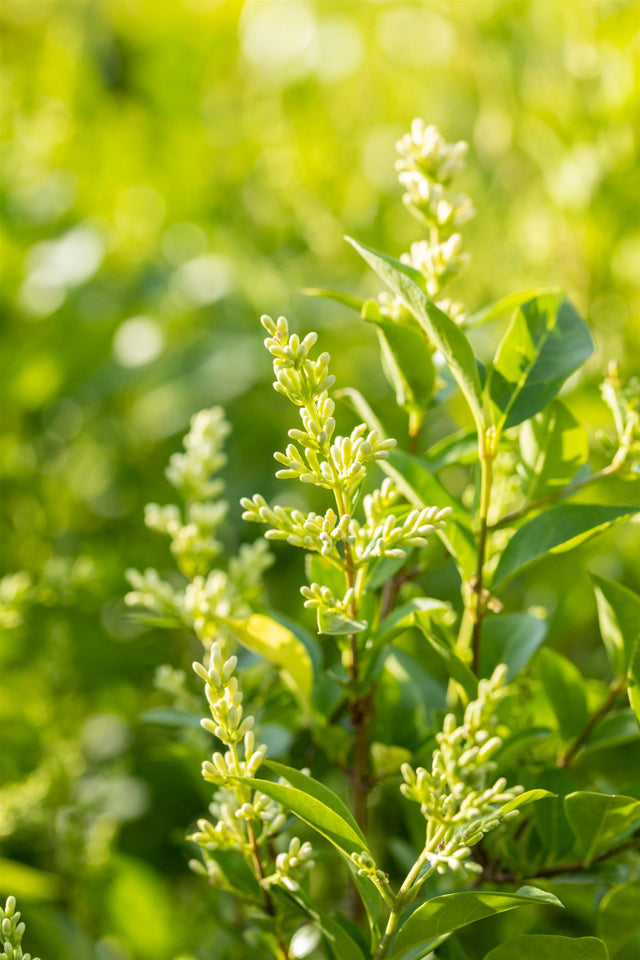 Ligustrum ovalifolium mit Blüte, erhältlich von 30-40 bis 200-250 cm; Einsatz: ;;ab 3,85 Euro