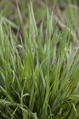 Briza media; ziergras; verfügbar in 2 Größen und Varianten;;ab 0,00 Euro