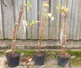 Rote Himbeere; vorbereitet für Versand; winterhart; Einsatzmöglichkeit z.B. : Wildobsthecke;;günstig mit Qualität