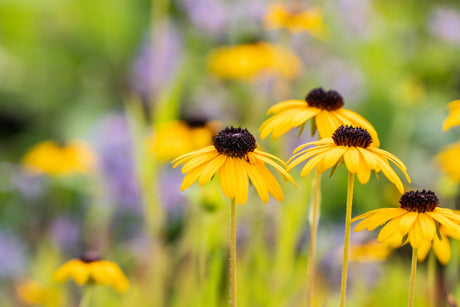 Rudbeckia fulgida var. speciosa mit Blüte; Einsatz: ;;ab 3,50 Euro