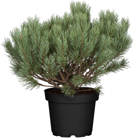 Gemeine Kiefer; hier im Topf; anspruchslos; Einsatzmöglichkeit z.B. : Klimabaum;;mit zeitnaher Lieferung