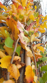 Parrotia persica 'Vanessa'; vorbereitet für Versand; bienenweide; Einsatzmöglichkeit z.B. : Friedhofsbepflanzung;;Pflanzen vom Profi
