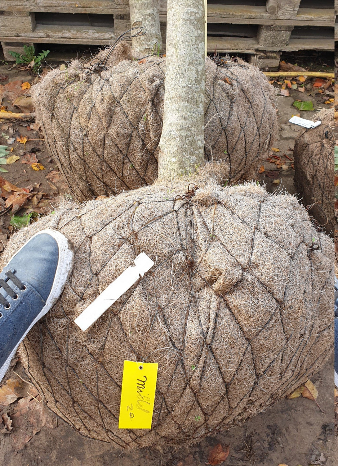 Acer rubrum 'October Glory'; hier als Ballenpflanze; robust; Einsatzmöglichkeit z.B. : Parkbaum; erhältlich mit Stammumfang von 12-14 bis 18-20 cm;;günstig mit Qualität