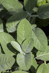 Salvia officinalis; hier mit Belaubung; aromatisch; Einsatzmöglichkeit z.B. : Küche;;ab 0,00 Euro