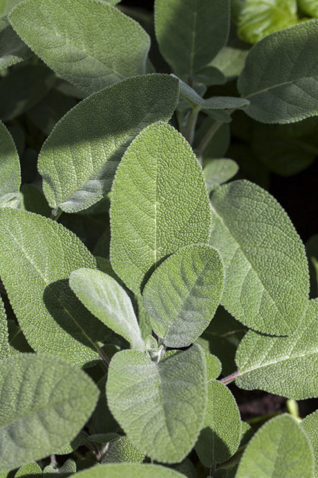 Salvia officinalis mit Belaubung; Einsatz: , ;;ab 2,56 Euro