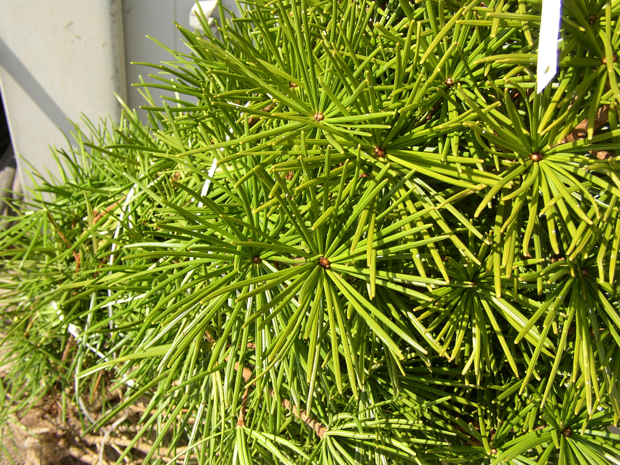 Sciadopitys verticillata mit Belaubung, erhältlich von 20-30 bis 175-200 cm; Einsatz: ;;ab 49,60 Euro