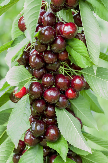 Prunus av. 'Oktavia' mit Früchten, erhältlich von 150-200 bis 450-650 cm; Einsatz: ;;ab 35,60 Euro