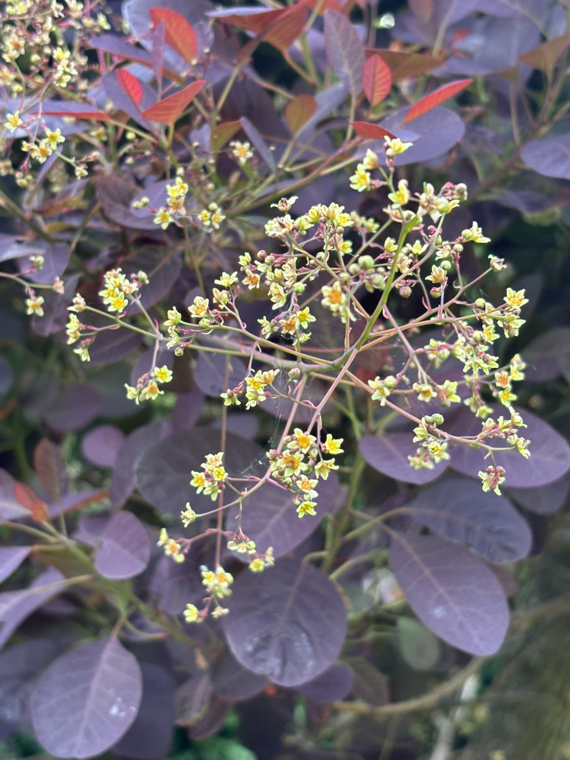 Cotinus coggygria 'Royal Purple' , erhältlich von 40-60 bis 175-200 cm;;ab 27,40 Euro