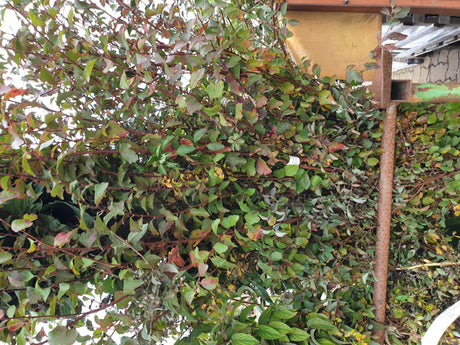 Prachtspiere; vorbereitet für Versand; schnittverträglich; Einsatzmöglichkeit z.B. : Solitärpflanze; erhältlich von 40-60 bis 200-250 cm;;hier kaufen