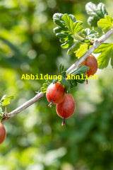 Genaues Foto für Ribes uva-crispa 'Rexrot' folgt; dieses ähnliche Bild dient der Illustration von Stachelbeere 'Rexrot'