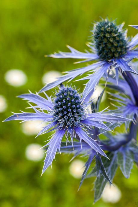 Eryngium planum mit Blüte; Einsatz: , ;;ab 2,52 Euro