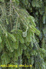 Genaues Foto für Abies alba HkG 82708 folgt; dieses ähnliche Bild dient der Illustration von Weißtanne