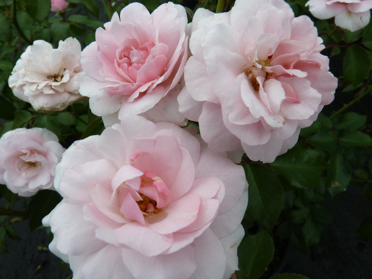 Edelrose 'Elbflorenz' ADR-Rose mit Blüte; Einsatz: Beetpflanzewinterhart;;hier kaufen