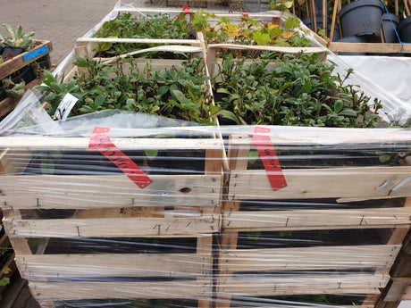 Aster x frikartii 'Mönch'; vorbereitet für Versand; winterhart; Einsatzmöglichkeit z.B. : Beet;;ab 0,00 Euro