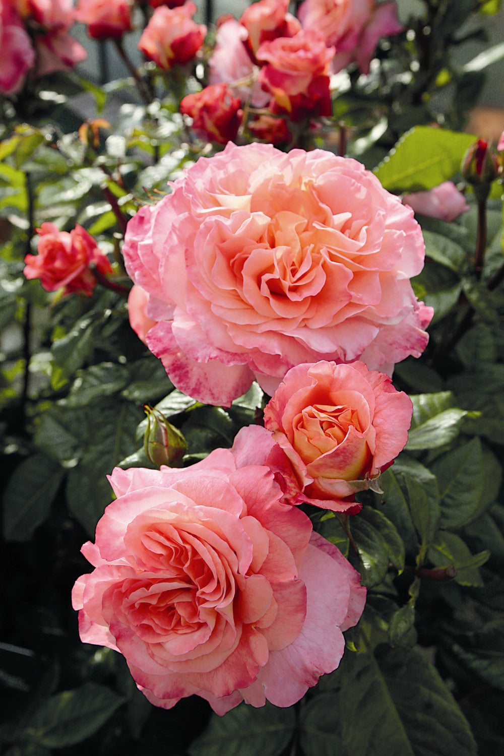 Rosa 'Augusta Luise' TH mit Blüte; Einsatz: ;;ab 11,80 Euro