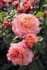 Rosa 'Augusta Luise' TH mit Blüte; Einsatz: ;;ab 11,80 Euro