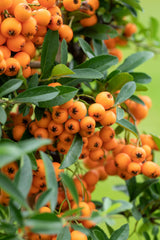 Pyracantha 'Orange Charmer'; mit Früchten/Fruchtbehang; schnittfest, anspruchslos, dicht wachsend; Einsatzmöglichkeit z.B. : Vogelschutzhecke; verfügbar in 6 Größen und Varianten;;ab 20,50 Euro