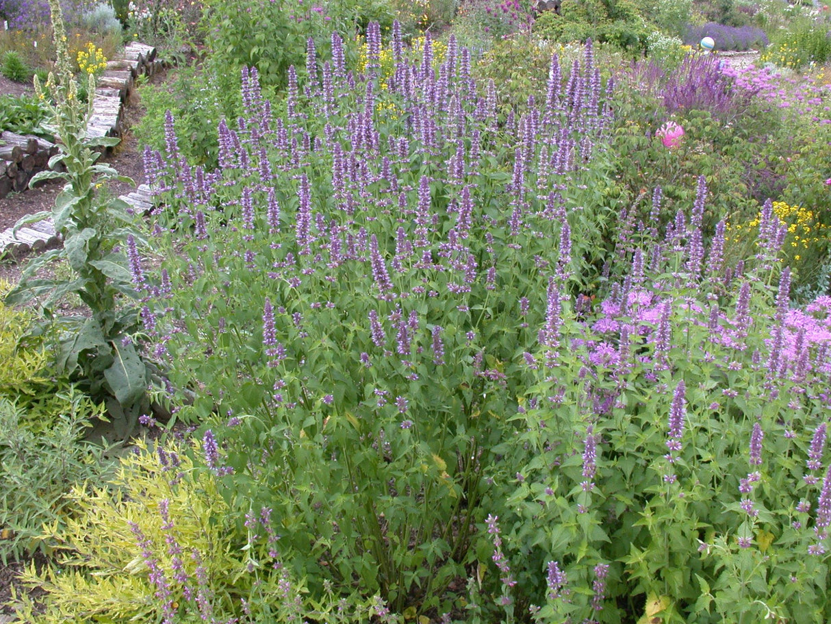 Agastache rugosa mit Blüte; Einsatz: ;;ab 4,30 Euro