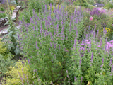 Agastache rugosa; hier mit Blüte; duftend; Einsatzmöglichkeit z.B. : Staudenbeet;;ab 0,00 Euro