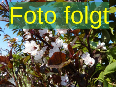 Bild wird ergänzt für Prunus cer.'Morellenfeuer' (Sauerkirsche 'Morellenfeuer')