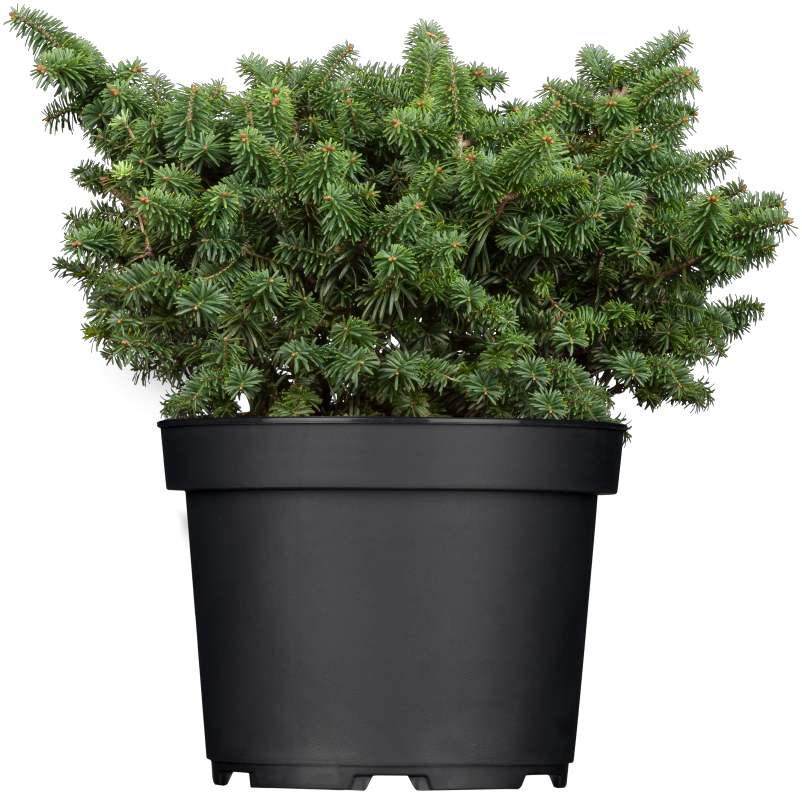 Abies balsamea 'Nana' , erhältlich von 12-15 bis 50-60 cm;;ab 16,90 Euro