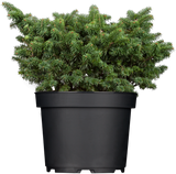 Abies balsamea 'Nana' , erhältlich von 12-15 bis 50-60 cm;;ab 16,90 Euro