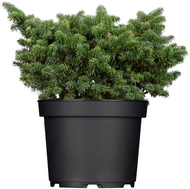 Abies balsamea 'Nana' , erhältlich von 12-15 bis 50-60 cm;;ab 16,90 Euro