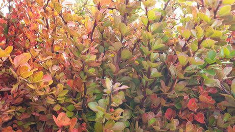 Thunbergs Berberitze; hier mit Herbstlaub; nahrungsquelle für Insekten; Einsatzmöglichkeit z.B. : Grundstücksabgrenzung;;mit zeitnaher Lieferung