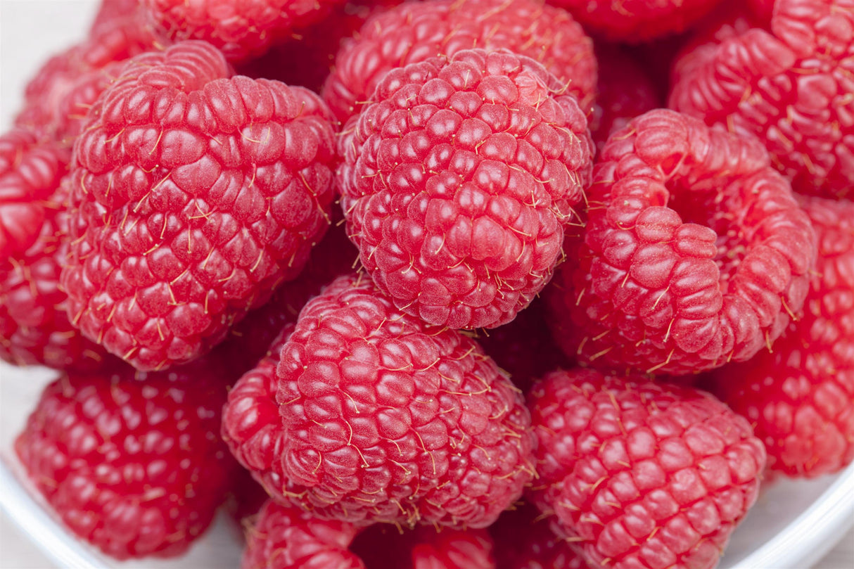 Synonym (alte Bezeichnung): Rubus id.'ZEFA Dauerernte' CAC II mit Früchten; Einsatz: Beerenhecke, große;;günstig mit Qualität