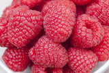 Synonym (alte Bezeichnung): Rubus id.'ZEFA Dauerernte' CAC II mit Früchten; Einsatz: Beerenhecke, große;;günstig mit Qualität