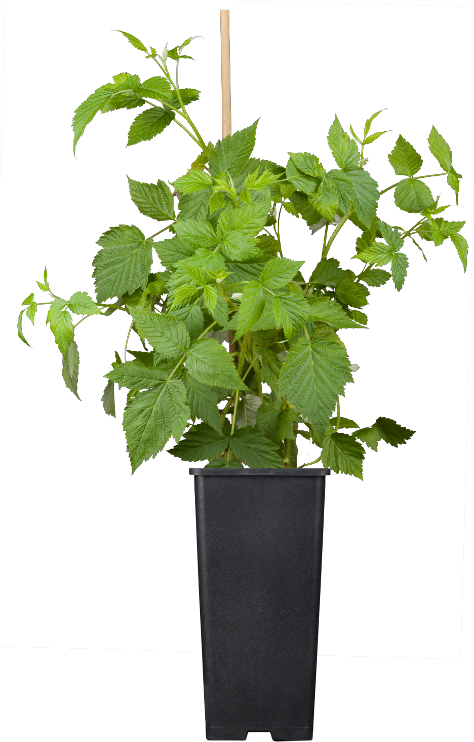 Rubus id. 'Malling Promise' im Topf; Einsatz: ;;ab 16,40 Euro