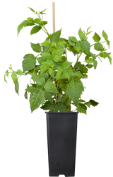 Rubus id. 'Malling Promise'; hier im Topf; sehr ertragreich; Einsatzmöglichkeit z.B. : Obstgarten;;ab 23,00 Euro