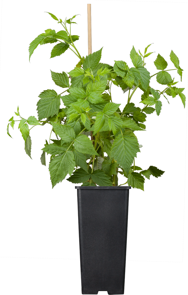 Rubus id. 'Malling Promise' im Topf; Einsatz: ;;ab 16,40 Euro