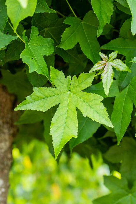 Liquidambar styraciflua 'Worplesdon' , erhältlich von 270-330 bis 450-650 cm;;ab 387,00 Euro