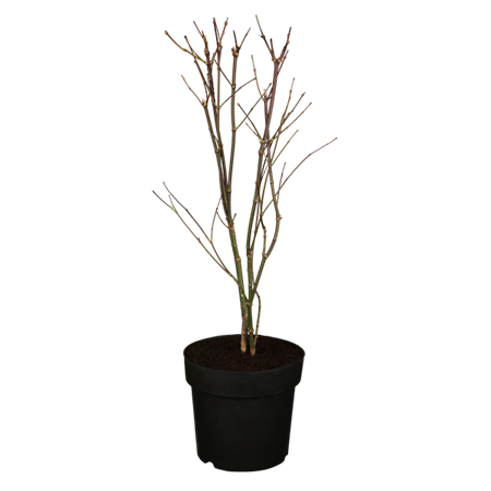Acer palmatum 'Atropurpureum' Versand; Einsatz: ;;ab 41,60 Euro