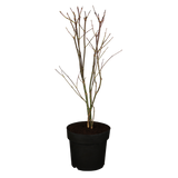 Acer palmatum 'Atropurpureum' Versand; Einsatz: ;;ab 41,60 Euro