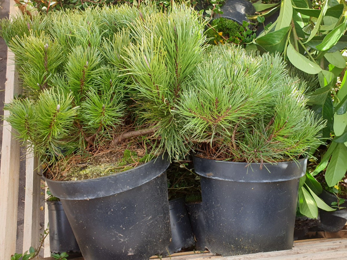 Pinus mugo 'Pumilio'; vorbereitet für Versand; kugelform; Einsatzmöglichkeit z.B. : Einfassungen;;Pflanzen vom Profi