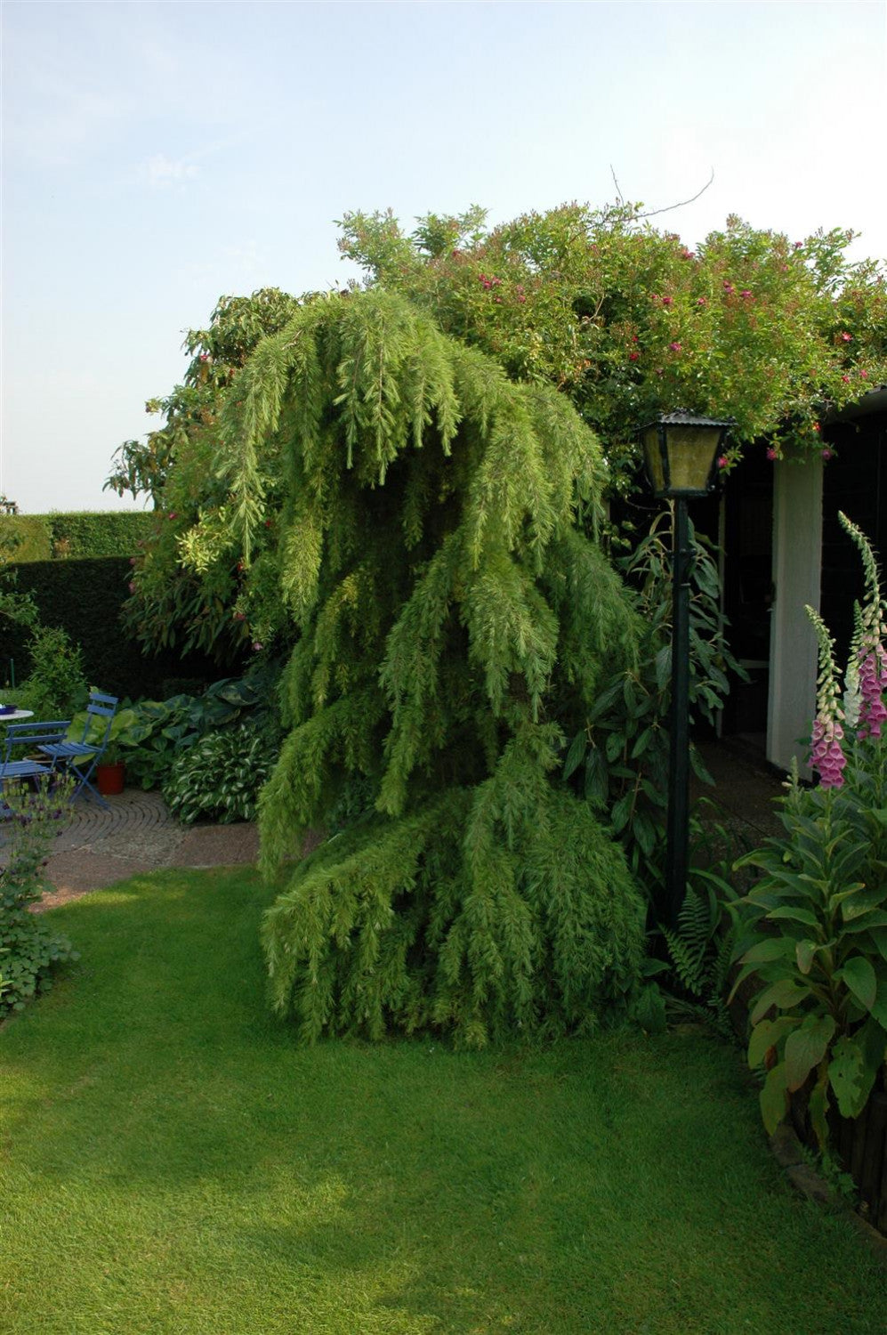 Larix decidua 'Pendula' , erhältlich von 40-60 bis 250-300 cm;;ab 21,50 Euro