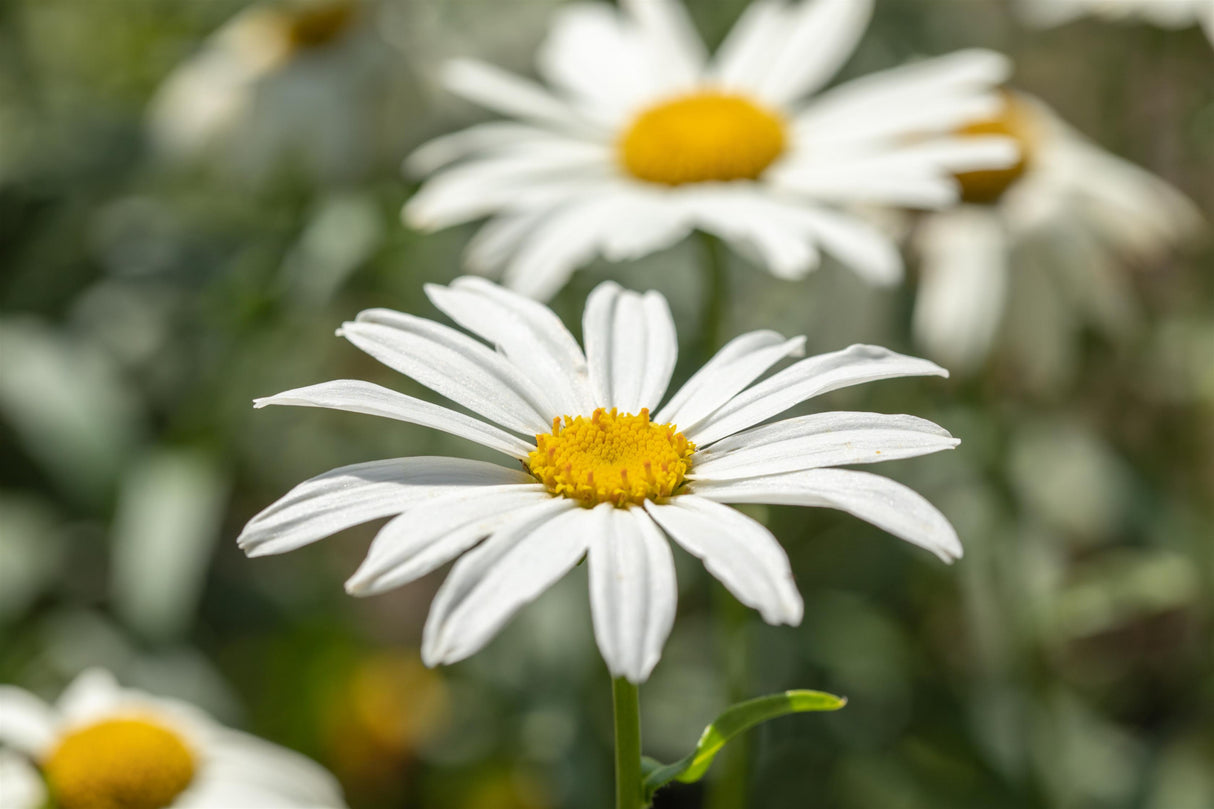 Leucanthemum x superb. 'Gruppenstolz' mit Blüte; Einsatz: ;;ab 4,75 Euro