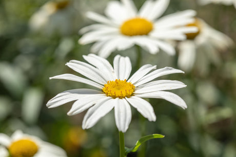 Leucanthemum x superb. 'Gruppenstolz' mit Blüte; Einsatz: ;;ab 4,75 Euro