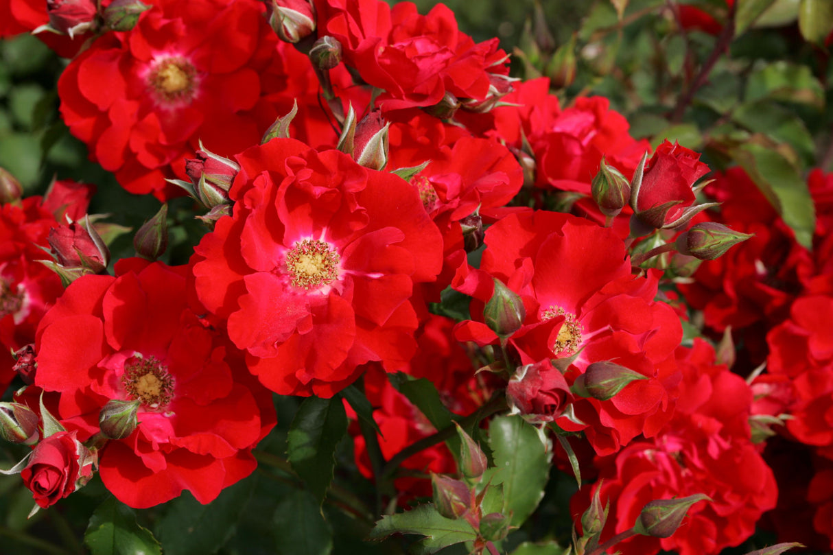 Rosa 'Roter Korsar' STR mit Blüte; Einsatz: ;;ab 9,50 Euro