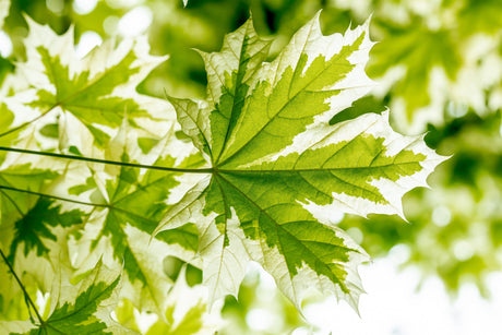 Acer platanoides 'Drummondii' , erhältlich von 270-330 bis 450-650 cm;;ab 437,00 Euro