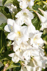 Weigela 'Candida'; hier mit Blüte; robust; Einsatzmöglichkeit z.B. : Zierstrauch; verfügbar in 10 Größen und Varianten;;ab 18,50 Euro