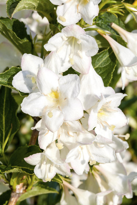 Weigela 'Candida' mit Blüte, erhältlich von 40-60 bis 200-250 cm; Einsatz: ;;ab 13,70 Euro