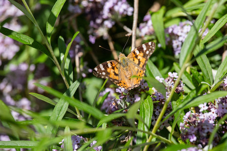 Buddleja alternifolia; hier mit Blüte; robust gegen Krankheiten; Einsatzmöglichkeit z.B. : Schmetterlingsstrauch;;mit zeitnaher Lieferung