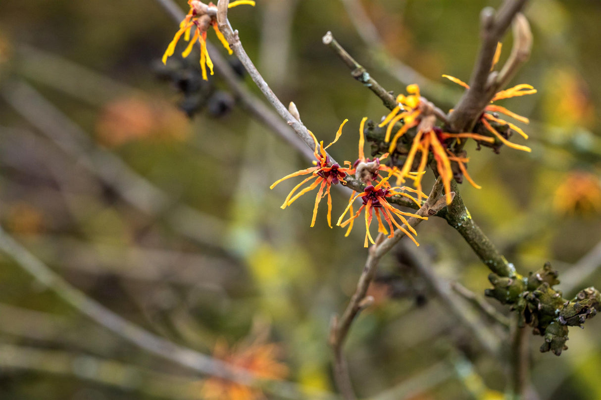 Hamamelis interm. 'Orange Beauty' mit Blüte, erhältlich von 40-60 bis 80-100 cm; Einsatz: ;;ab 47,20 Euro